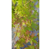 Acer palmatum / Erable du Japon