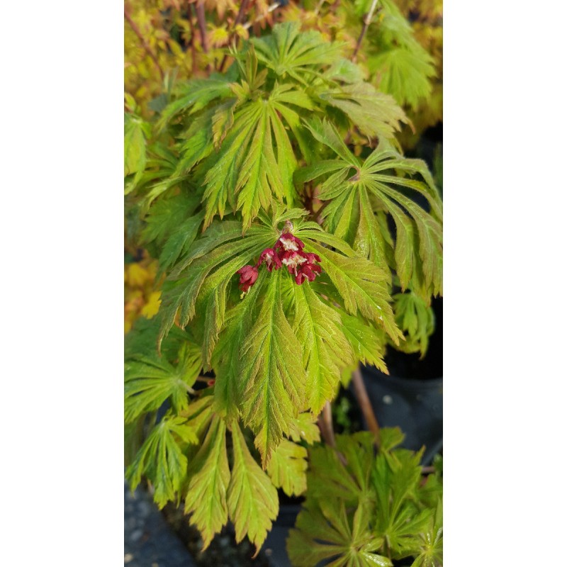 Acer japonicum 'Aconitifolium' / Erable du Japon Ã  feuilles d'Aconit