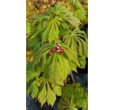 Acer japonicum 'Aconitifolium' / Erable du Japon Ã  feuilles d'Aconit