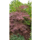 Acer palmatum 'Crimson Queen' / Erable du Japon pourpre