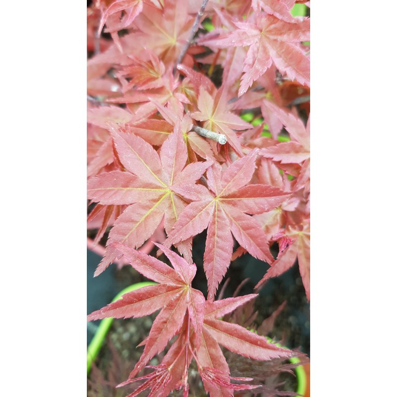 Acer palmatum 'Deshojo' / Erable du Japon