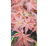 Acer palmatum 'Deshojo' / Erable du Japon