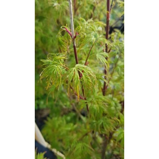 Acer palmatum 'Seiryu' / Erable du Japon