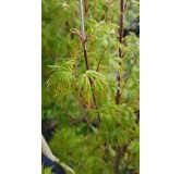 Acer palmatum 'Seiryu' / Erable du Japon