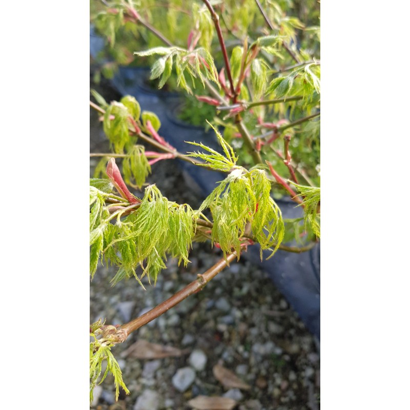 Acer palmatum dissectum 'Shinonome' / Erable du Japon