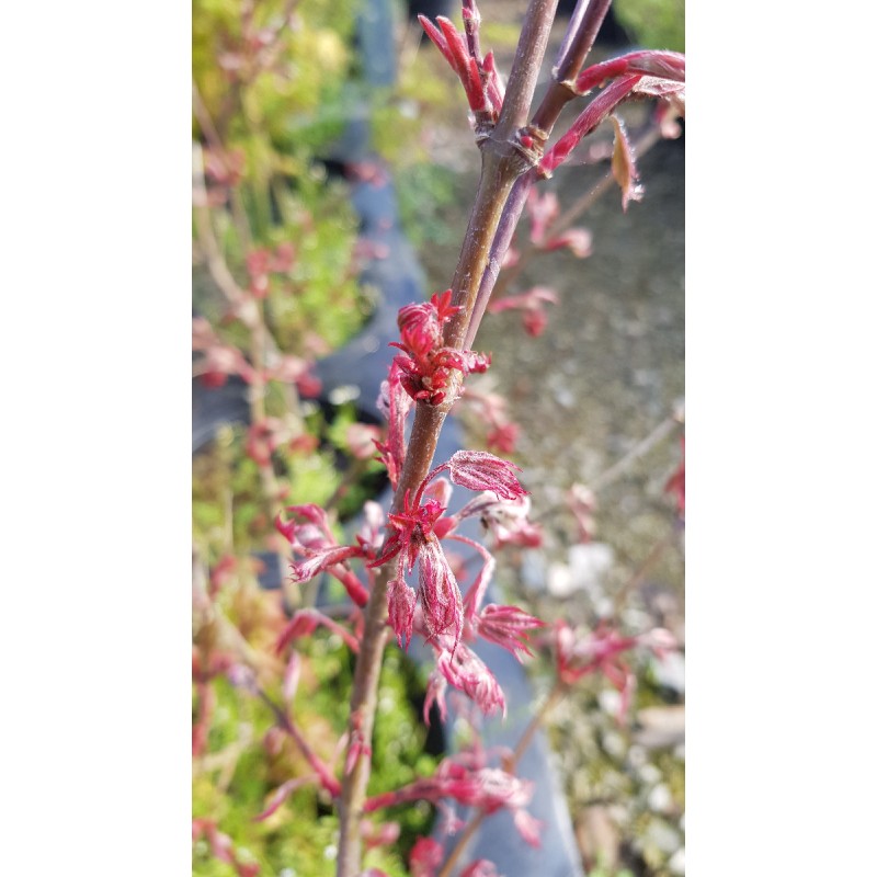 Acer palmatum 'Shirazz' / Erable du Japon