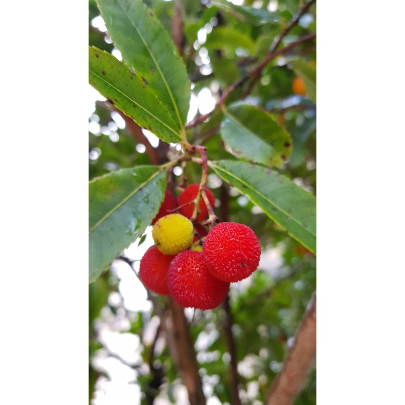 Arbutus unedo / Arbousier ou Arbre aux fraises