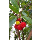 Arbutus unedo / Arbousier ou Arbre aux fraises