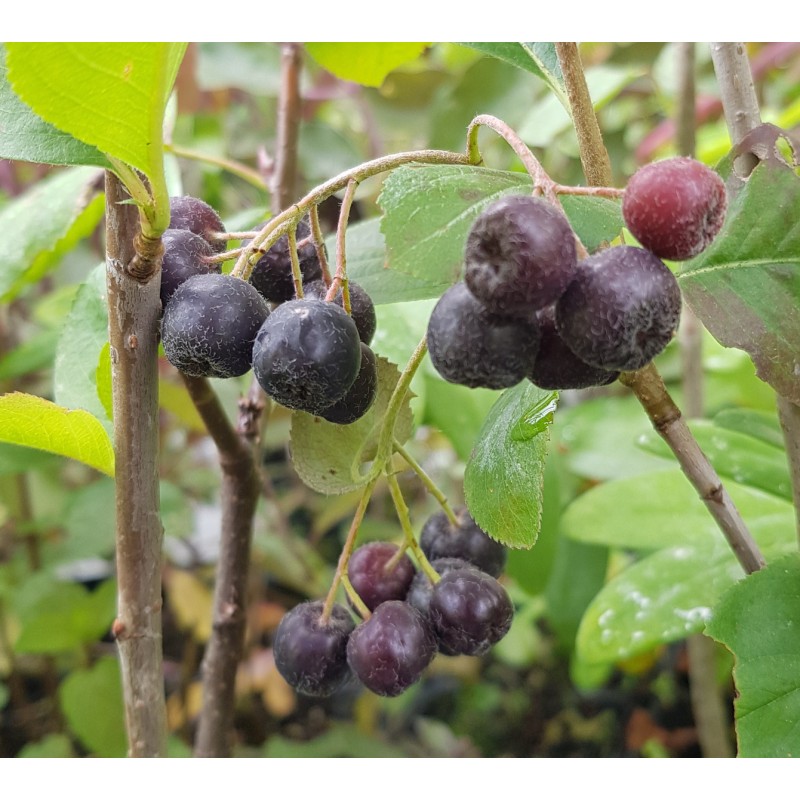 Aronia melanocarpa  'Galicjanka' / Aronie du Canada