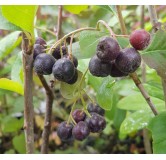 Aronia melanocarpa  'Galicjanka' / Aronie du Canada