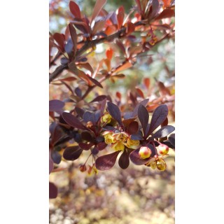 Berberis thunbergii 'Atropurpurea Nana' / Ã‰pine-vinette de Thunberg naine