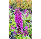 Buddleia x 'Miss Violet'Â® / Arbre aux papillons nain violet