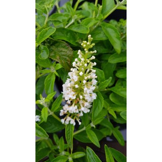 Buddleia x MISS PEARLÂ® 'Miss P' / Arbre aux papillons nain blanc