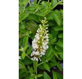 Buddleia x MISS PEARLÂ® 'Miss P' / Arbre aux papillons nain blanc