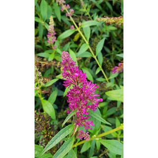 Buddleia davidii BUZZ 'Magenta'Â® / Arbre aux papillons nain