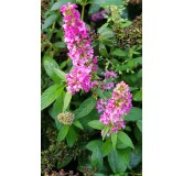 Buddleia x PINK MICRO CHIPÂ® 'NC20102' / Arbre aux papillons nain