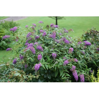 Buddleia x PURPLE CHIPÂ® 'Purple Haze' / Arbre aux papillons nain