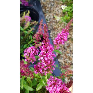 Buddleia davidii BUZZ 'Hot Raspberry'Â® / Arbre aux papillons nain