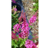 Buddleia davidii BUZZ 'Hot Raspberry'Â® / Arbre aux papillons nain