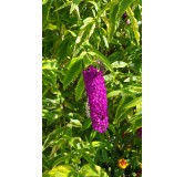 Buddleia davidii 'Harlequin' / Arbre aux papillons panachÃ©