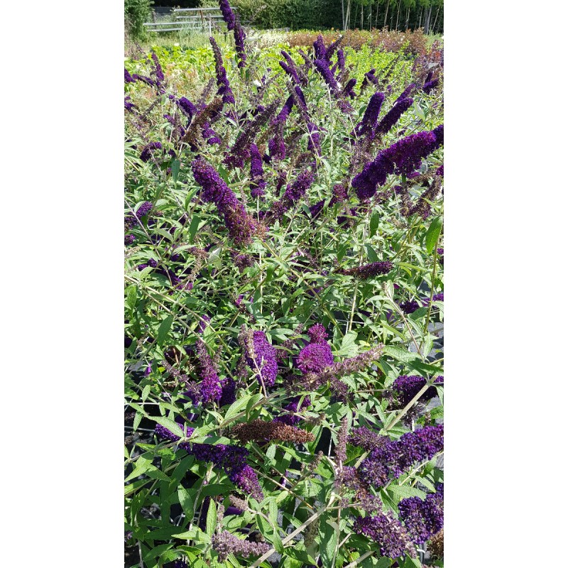 Buddleia davidii PURPLE EMPEROR 'Pyrkeep' / Arbre aux papillons