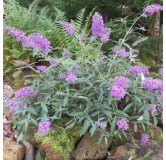 Buddleia davidii 'Sophie' / Arbre aux papillons