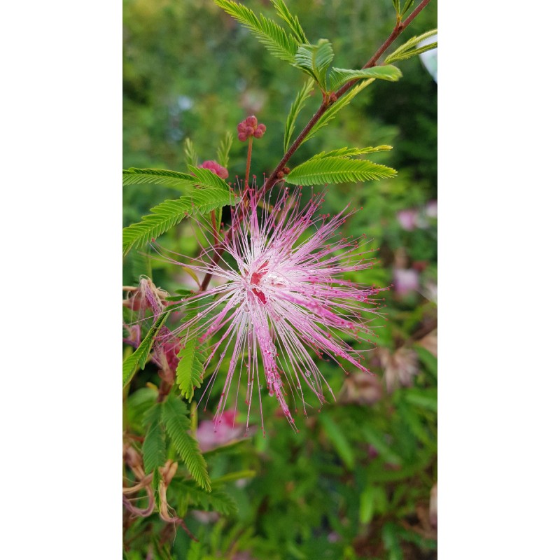 Calliandra surinamensis 'Dixie Pink' / Arbre aux houpettes du Surinam