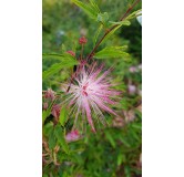 Calliandra surinamensis 'Dixie Pink' / Arbre aux houpettes du Surinam