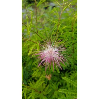 Calliandra surinamensis / Pompon du marin