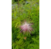 Calliandra surinamensis / Pompon du marin