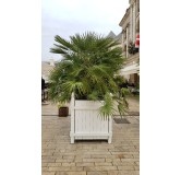 Chamaerops humilis / Palmier nain