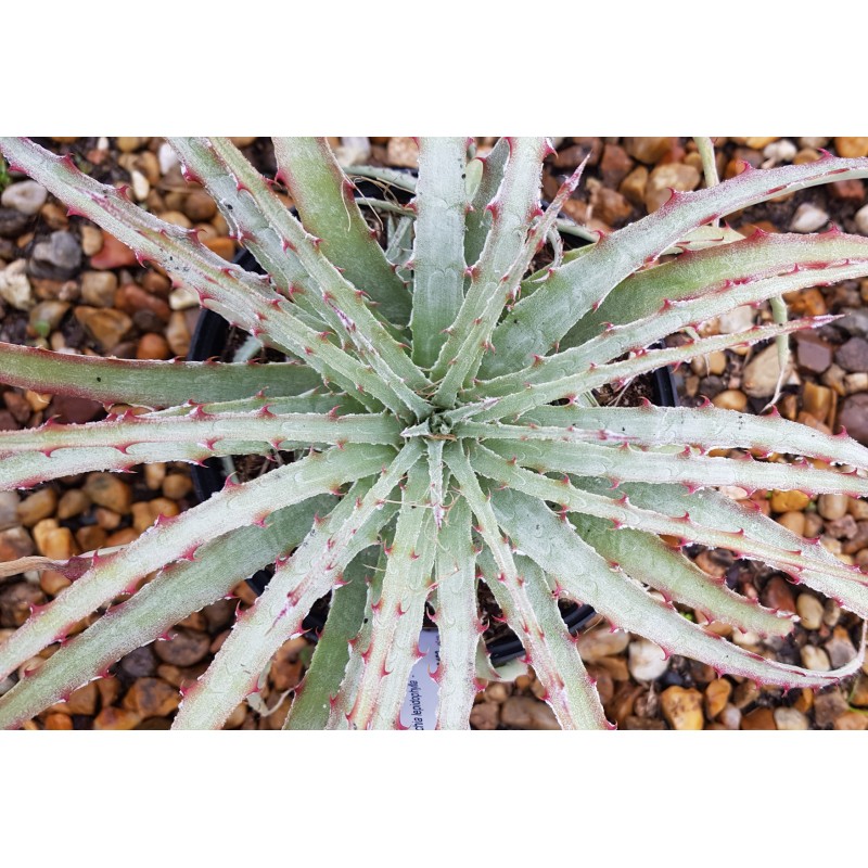 Hechtia lepidophylla