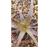 Hechtia michoacana