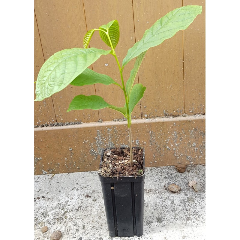 Asimina triloba (Semis) / Asiminier