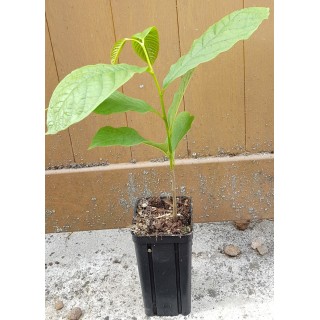 Asimina triloba (Semis) / Asiminier