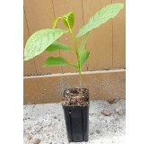 Asimina triloba (Semis) / Asiminier