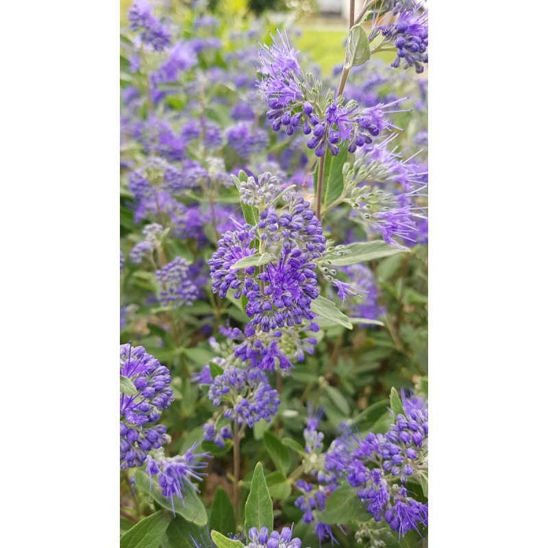 Caryopteris x clandonensis 'Kew Blue' / SpirÃ©e bleu