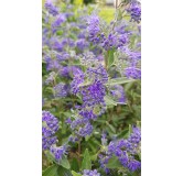 Caryopteris x clandonensis 'Kew Blue' / SpirÃ©e bleu