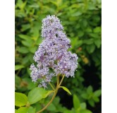 Ceanothus x delilianus 'Gloire de Versailles' / Ceanothe Hybride