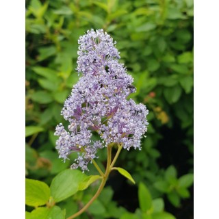 Ceanothus x delilianus 'Gloire de Versailles' / Ceanothe Hybride