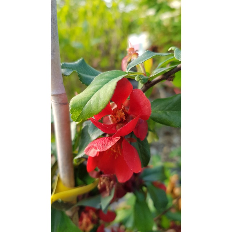 Chaenomeles x superba 'Crimson and Gold' / Cognassier du Japon rouge