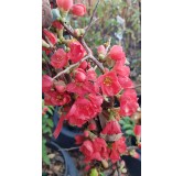 Chaenomeles speciosa 'Falconnet Charlet' / Cognassier du Japon rose saumon