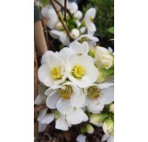 Chaenomeles speciosa 'Nivalis' / Cognassier du Japon blanc pur