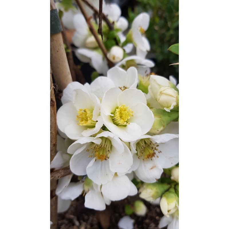 Chaenomeles speciosa 'Nivalis' / Cognassier du Japon blanc pur