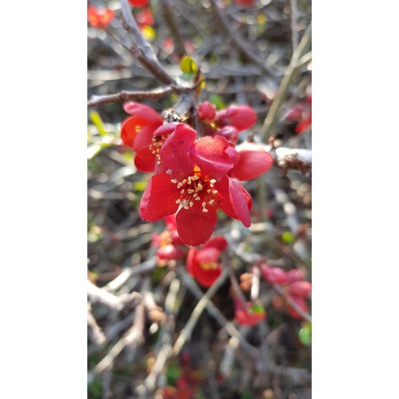 Chaenomeles speciosa 'Rubra' / Cognassier du Japon rouge