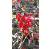 Chaenomeles speciosa 'Rubra' / Cognassier du Japon rouge