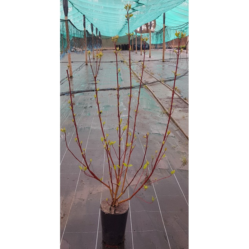 Cornus sericea 'Cardinal' / Cornouiller stolonifÃ¨re