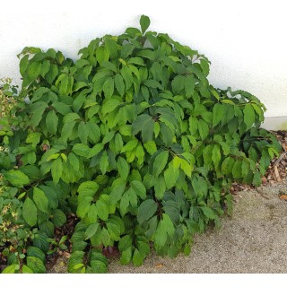 Cornus sericea 'Kelseyi' / Cornouiller stolonifÃ¨re