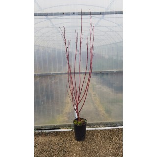 Cornus alba 'Westonbirt' / Cornouiller blanc Ã  bois rouge