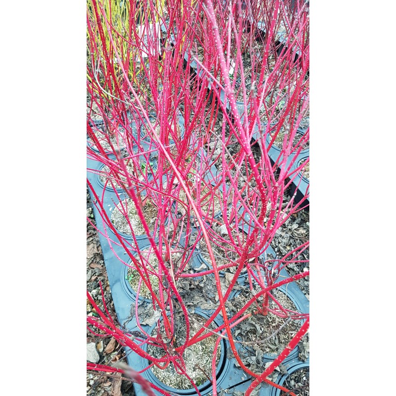 Cornus alba BATON ROUGEÂ® 'Minbat' / Cornouiller blanc Ã  bois rouge